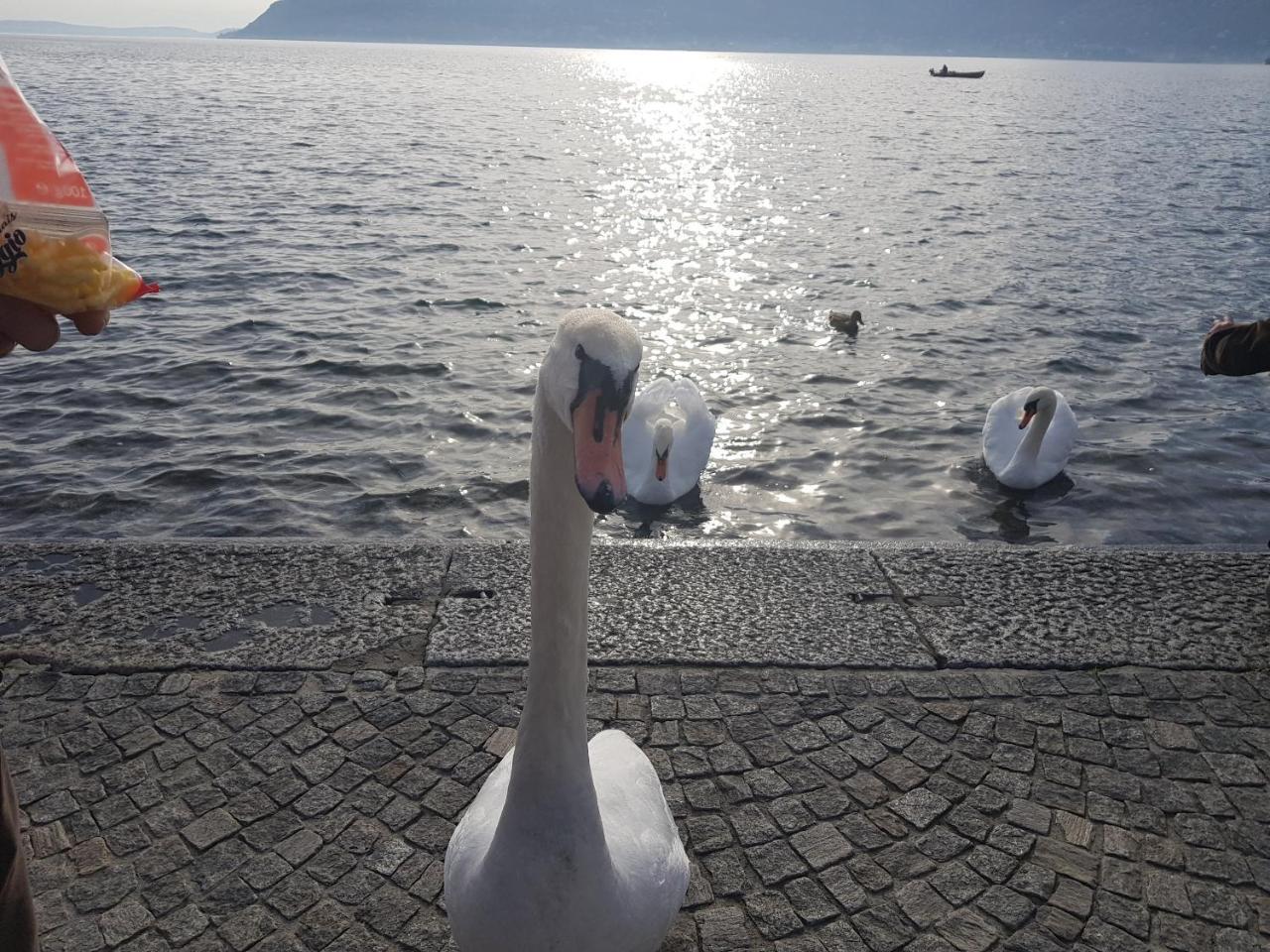B&B Stella Maggiore Verbania Zewnętrze zdjęcie